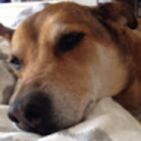 Meet your Posher, Max - Picture 1 of 1